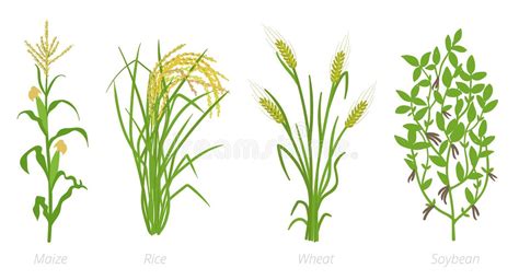 agrikultura drawing|80,500+ Drawing Of Crops Stock Illustrations, Royalty .